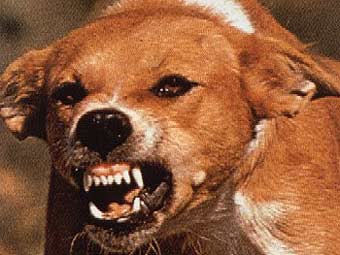 В Хакасии зарегистрирован случай бешенства у домашнего пса